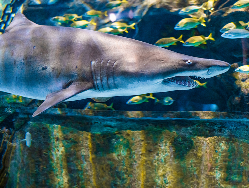 Sharks swimming in the Shark Lagoon at Ripley's Aquarium of the Smokies